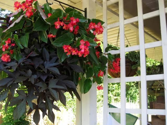 Via Veneto - Old Town Bed & Breakfast Niagara-on-the-Lake ภายนอก รูปภาพ